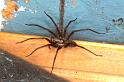 Tegenaria_parietina_P1456_Z_78_Badhoevedorp_Nederland