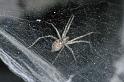 Tegenaria_silvestris_P0730_Z_87_-_Frankrijk