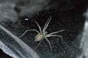 Tegenaria_silvestris_P0731_Z_82_-_Frankrijk
