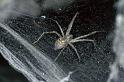 Tegenaria_silvestris_P0732_Z_81_-_Frankrijk