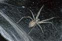 Tegenaria_silvestris_P0733_Z_90_-_Frankrijk