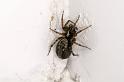 Textrix_denticulata_D3745_Z_75_Badhoevedorp_Nederland