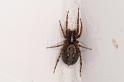 Textrix_denticulata_D3746_Z_80_Badhoevedorp_Nederland