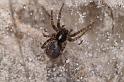 Textrix_denticulata_D4415_Z_85_Oostvlieland_Nederland