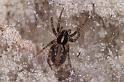 Textrix_denticulata_D4416_Z_86_Oostvlieland_Nederland