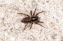 Textrix_denticulata_D5679_Z_90_Ooij_Nederland