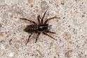 Textrix_denticulata_D5680_Z_88_Ooij_Nederland