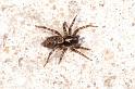 Textrix_denticulata_D5681_Z_89_Ooij_Nederland