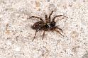 Textrix_denticulata_D5682_Z_90_Ooij_Nederland