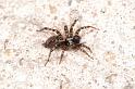 Textrix_denticulata_D5683_Z_88_Ooij_Nederland