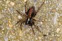 Textrix_denticulata_D5714_Z_87_Ooij_Nederland