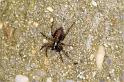 Textrix_denticulata_D5715_Z_88_Ooij_Nederland