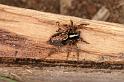 Textrix_denticulata_D5736_Z_89_Ooij_Nederland