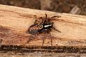 Textrix_denticulata_D5737_Z_90_Ooij_Nederland