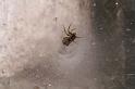 Textrix_denticulata_D5824_Z_82_Badhoevedorp_Nederland
