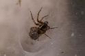 Textrix_denticulata_D5825_Z_85_Badhoevedorp_Nederland