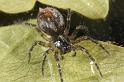 Textrix_denticulata_D7586_Z_83_Badhoevedorp_Nederland