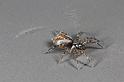Textrix_denticulata_D7587_Z_84_Badhoevedorp_Nederland