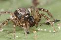 Textrix_denticulata_D7588_Z_86_Badhoevedorp_Nederland
