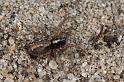 Textrix_denticulata_D7589_Z_89_Badhoevedorp_Nederland