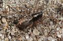 Textrix_denticulata_D7590_Z_87_Badhoevedorp_Nederland
