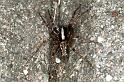 Textrix_denticulata_F0102_Z_78_Badhoevedorp_Nederland