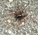 Textrix_denticulata_F0104_Z_85_Badhoevedorp_Nederland
