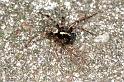 Textrix_denticulata_F0105_Z_85_Badhoevedorp_Nederland
