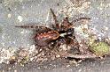 Textrix_denticulata_F0943_Z_93_Ooij_Nederland