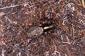 Textrix_denticulata_P0127_Z_90_Badhoevedorp_Nederland