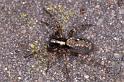 Textrix_denticulata_P0139_Z_90_Badhoevedorp_Nederland