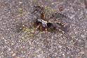 Textrix_denticulata_P0140_Z_85_Badhoevedorp_Nederland