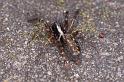 Textrix_denticulata_P0174_Z_75_Badhoevedorp_Nederland