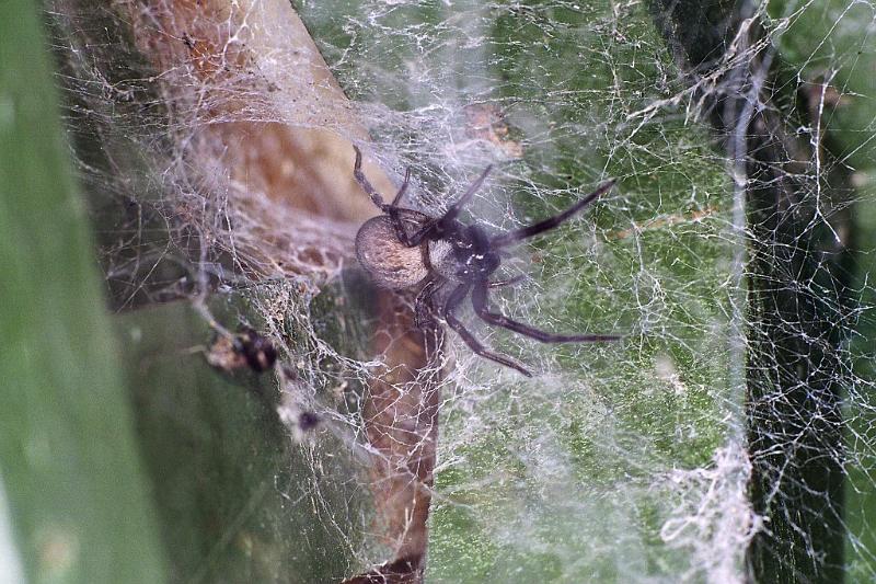 Amaurobius_ZZ243_F2349_Z_75_Wangarei_Nieuw-Zeeland.jpg
