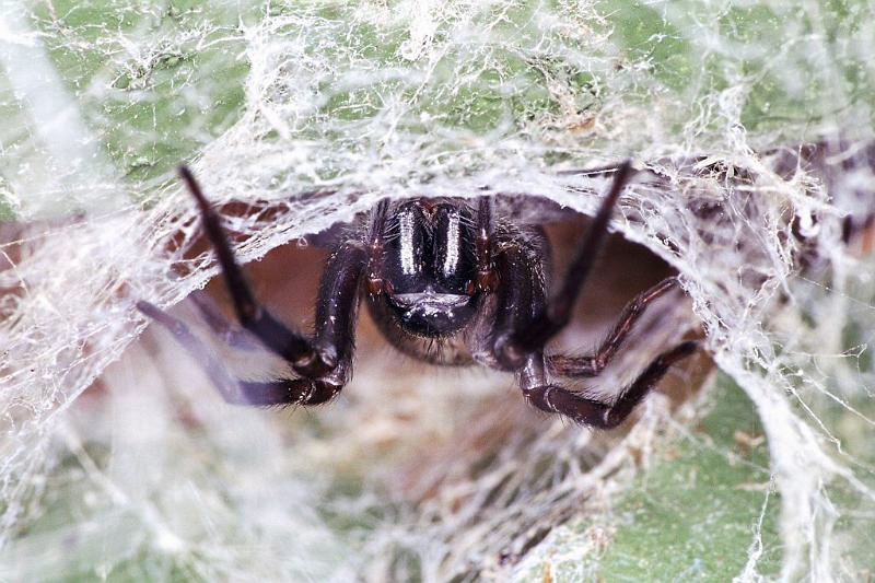Amaurobius_ZZ243_F2352_Z_89_Wangarei_Nieuw-Zeeland.jpg