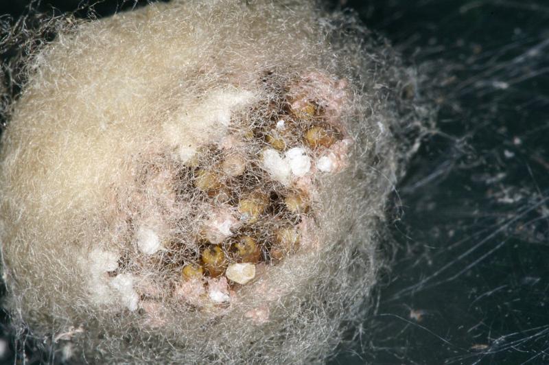 Amaurobius_ZZXYX_D4320_O_85_Veenendaal_Nederland.jpg