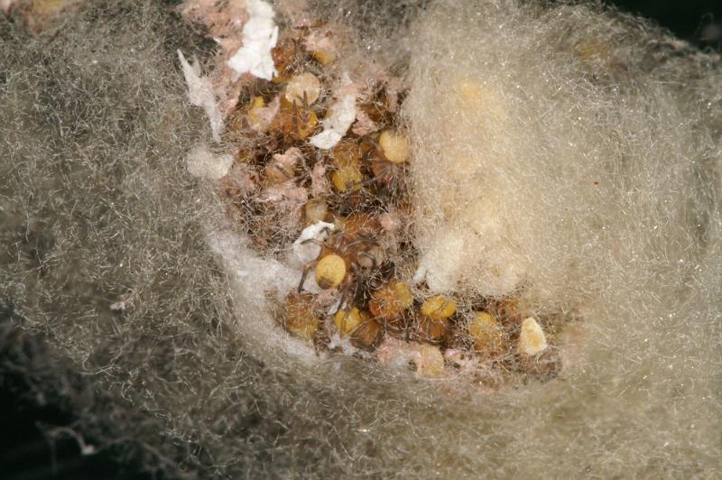Amaurobius_ZZXYX_D4322_Z_85_Veenendaal_Nederland.jpg