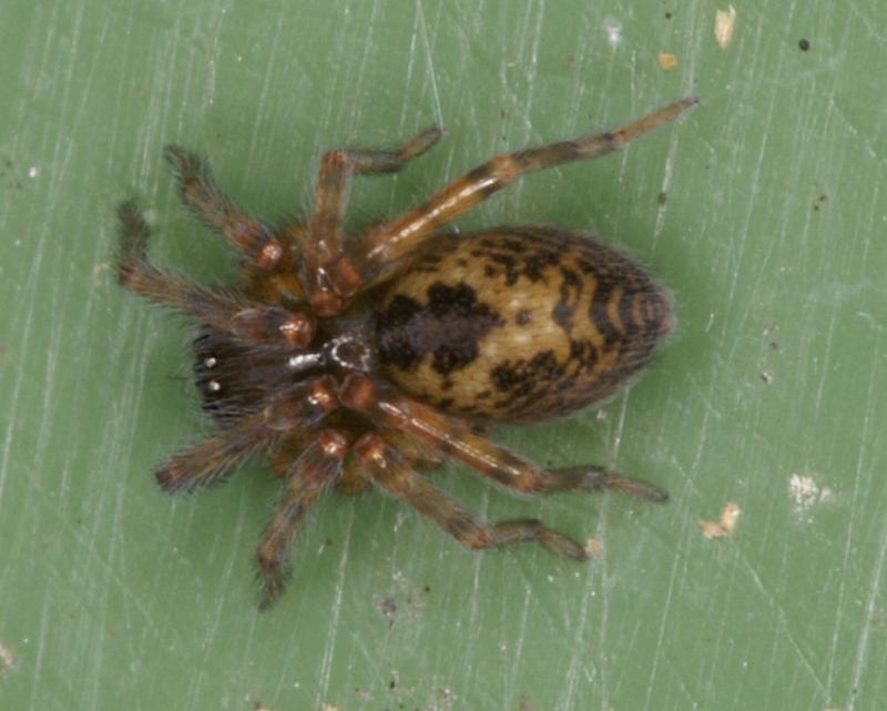 Amaurobius_fenestralis_D4304_Z_90_Waterleidingduinen_Nederland.jpg