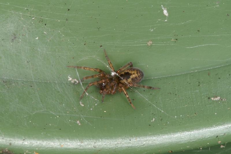 Amaurobius_fenestralis_D4305_Z_88_Waterleidingduinen_Nederland.jpg