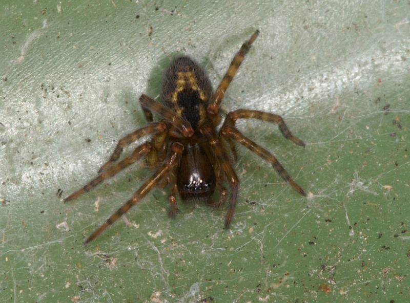 Amaurobius_fenestralis_D4307_Z_84_Waterleidingduinen_Nederland.jpg