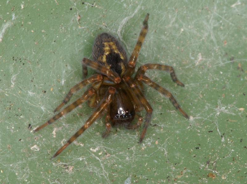 Amaurobius_fenestralis_D4308_Z_84_Waterleidingduinen_Nederland.jpg