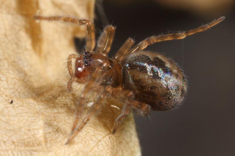 Amaurobius_fenestralis_D7602_Z_88_Badhoevedorp_Nederland.jpg
