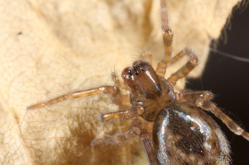 Amaurobius_fenestralis_D7604_Z_88_Badhoevedorp_Nederland.jpg