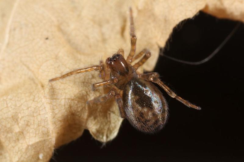 Amaurobius_fenestralis_D7606_Z_89_Badhoevedorp_Nederland.jpg