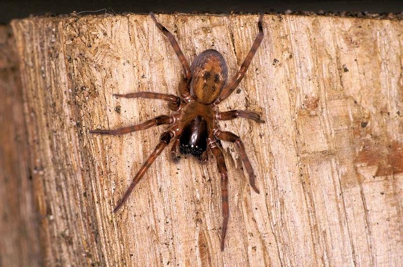 Amaurobius_fenestralis_D7677_Z_84_Badhoevedorp_Nederland.jpg
