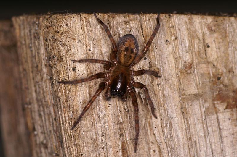 Amaurobius_fenestralis_D7678_Z_84_Badhoevedorp_Nederland.jpg