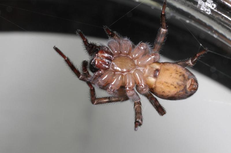 Amaurobius_fenestralis_D7679_Z_87_Oeverlanden_Nederland.jpg