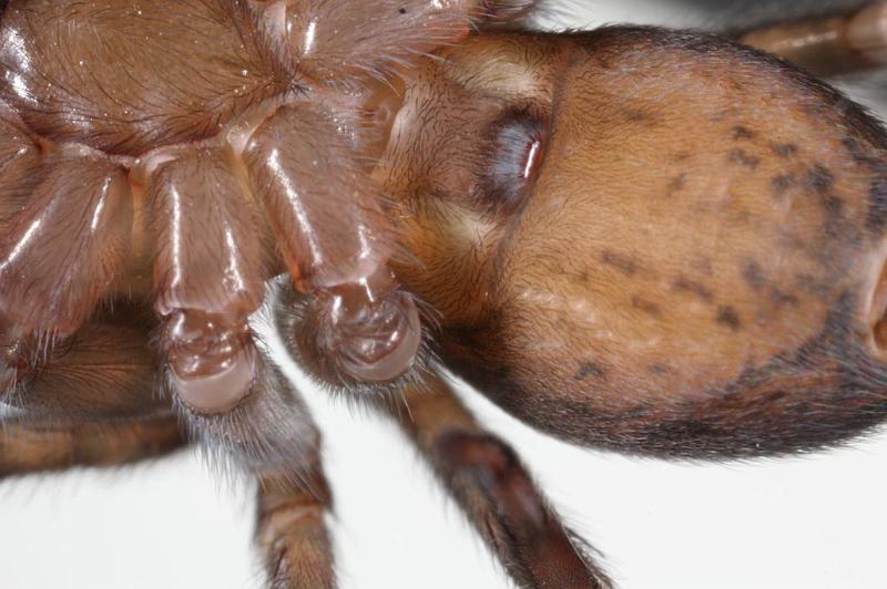 Amaurobius_fenestralis_D7680_Z_85_Badhoevedorp_Nederland.jpg