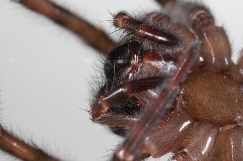 Amaurobius_fenestralis_D7681_Z_85_Badhoevedorp_Nederland.jpg