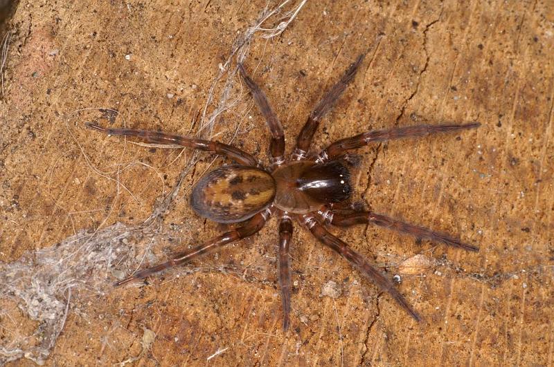 Amaurobius_fenestralis_D7682_Z_89_Badhoevedorp_Nederland.jpg